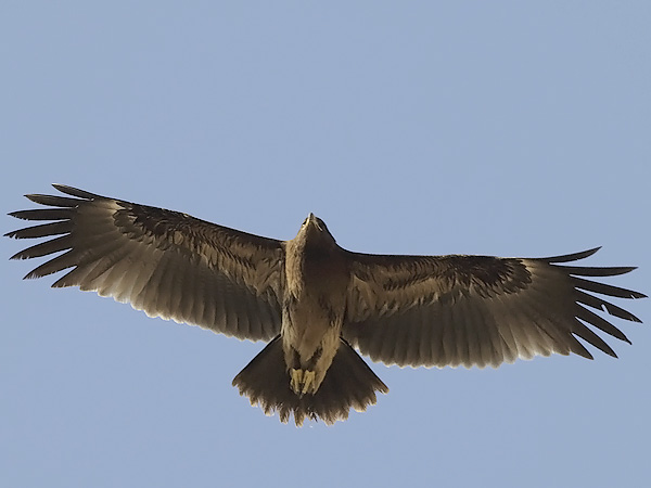 Kiljukotka, Greater Spotted Eagle, Clanga clanga